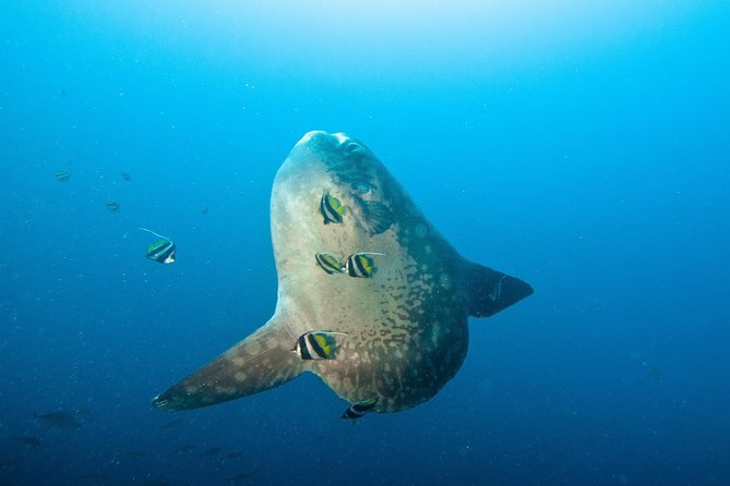 Nusa Penida Three Dives Trip for Certified Divers - Key Things I’d Prioritize With This Trip