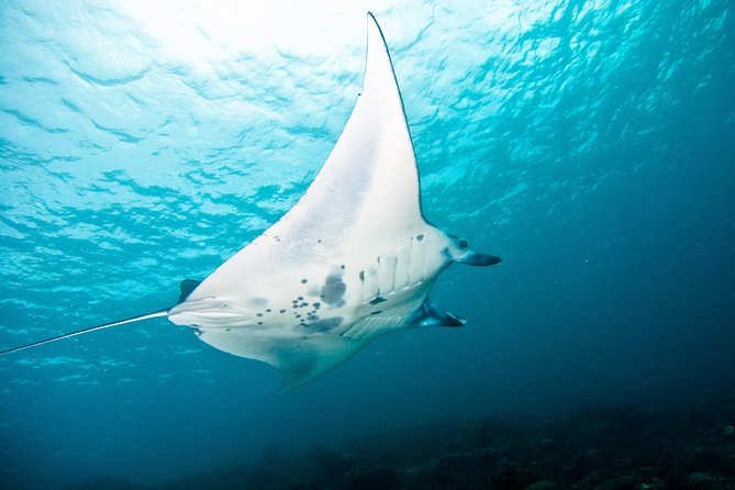 Nusa Penida Three Dives Trip for Certified Divers - Pure Dive Resort and the 7:00 am Start in Ped