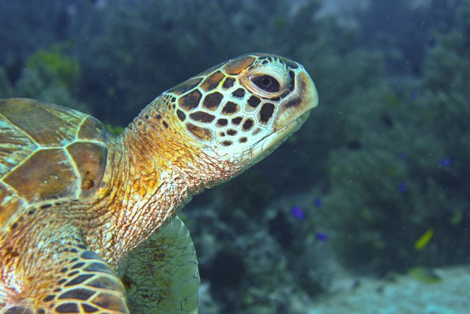 Nusa Penida Three Dives Trip for Certified Divers - Who This Trip Is Best For (and Who Should Pass)