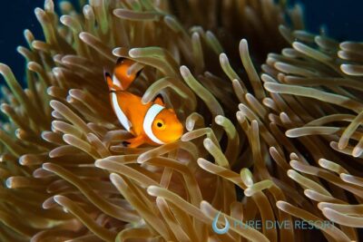 Nusa Penida Three Dives Trip for Certified Divers - Manta Point and East Penida: What You’re Actually Going For