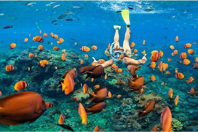 Nusa Penida Trip with Snorkeling all-Inclusive - Why Penida Is the Snorkeling Target From Kuta