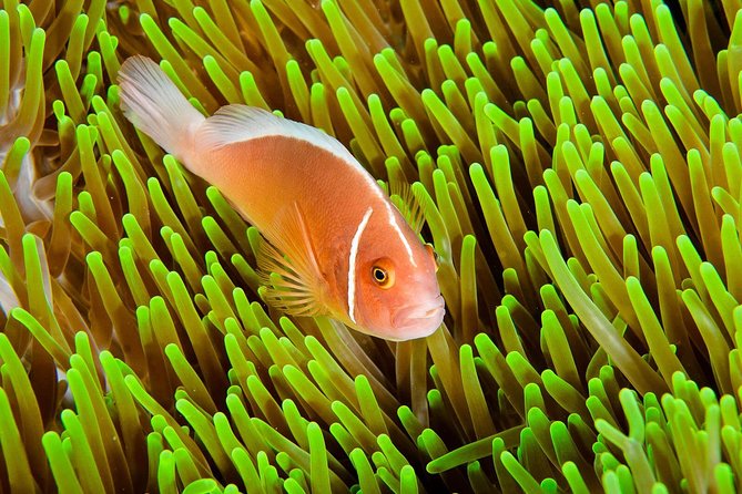 Nusa Penida Try Scuba Diving Program - for Non-Certified Divers - Why Nusa Penida is a great place to try scuba