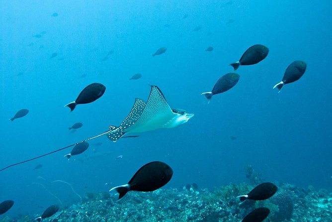 Nusa Penida Try Scuba Diving Program - for Non-Certified Divers - Pool training: swim and float tests before the ocean