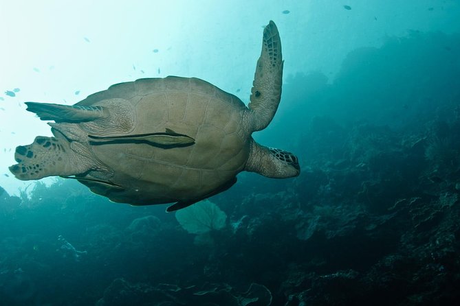 Nusa Penida Try Scuba Diving Program - for Non-Certified Divers - The 30–40 minute briefing that actually helps