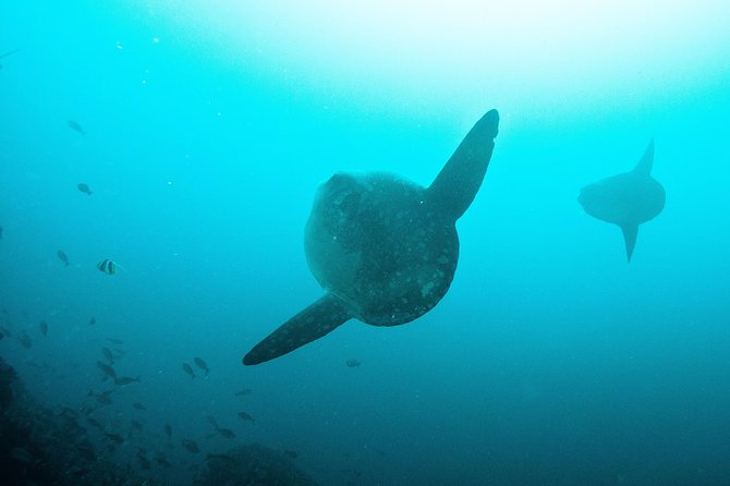 Nusa Penida Two Dives Trip for Certified Divers - The two underwater sessions: Manta Point then East Penida