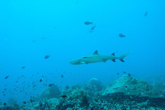 Nusa Penida Two Dives Trip for Certified Divers - Small-group guiding and gear you can trust
