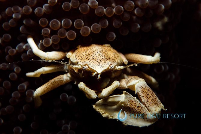 Nusa Penida Two Dives Trip for Certified Divers - Lunch and onboard perks: you won’t spend the day starving