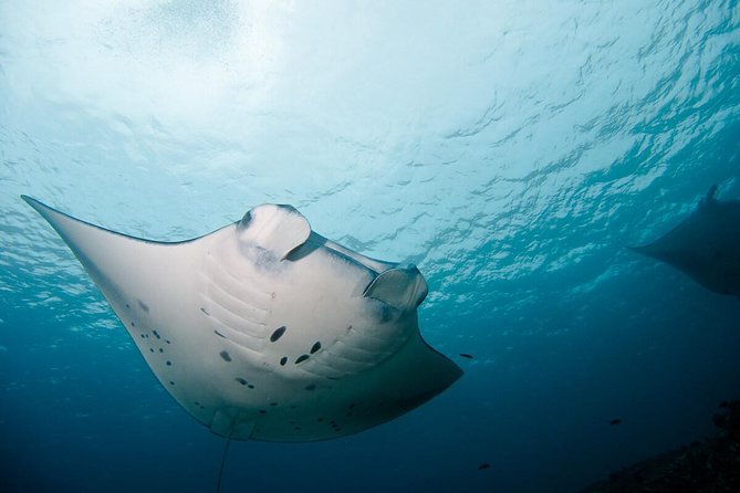 Nusa Penida Two Dives Trip for Certified Divers - Getting there from Ped: the 5-hour flow you can plan around