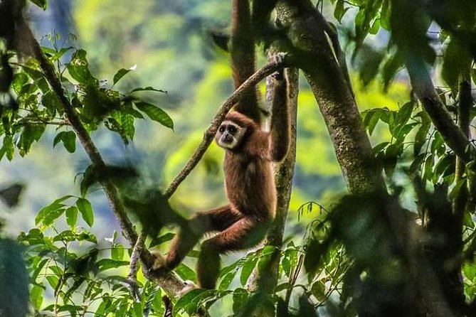 ONE DAY JUNGLE TREKKING 6-7 hours (see orang utan) + RAFTING in BUKIT LAWANG - Bukit Lawang at 8:30: How the Day Gets Going