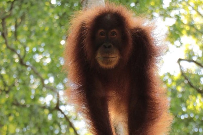 ONE DAY JUNGLE TREKKING 6-7 hours (see orang utan) + RAFTING in BUKIT LAWANG - Lunch and Fruit Break: Food That Keeps the Day Real