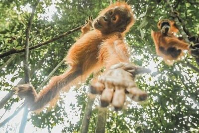 ONE DAY JUNGLE TREKKING 6-7 hours (see orang utan) + RAFTING in BUKIT LAWANG - Traditional Rafting: The Thrill Part Without the Headache
