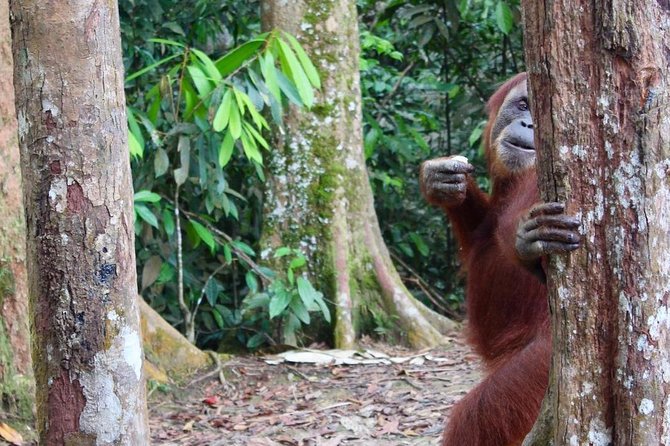 ONE DAY JUNGLE TREKKING 6-7 hours (see orang utan) + RAFTING in BUKIT LAWANG - English-Speaking Certified Guide: Why It Changes the Trek