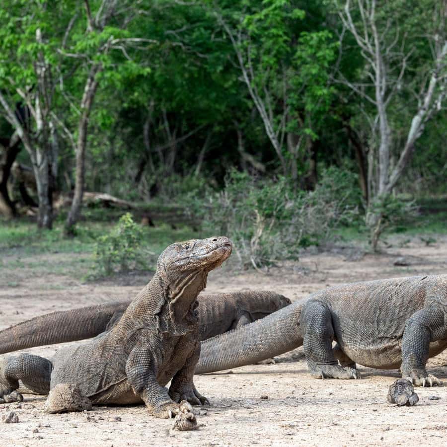 One-Day Komodo Tour By Speedboat - Sunset one-day option: Kelor, Manjarite snorkeling, and Kalong bats