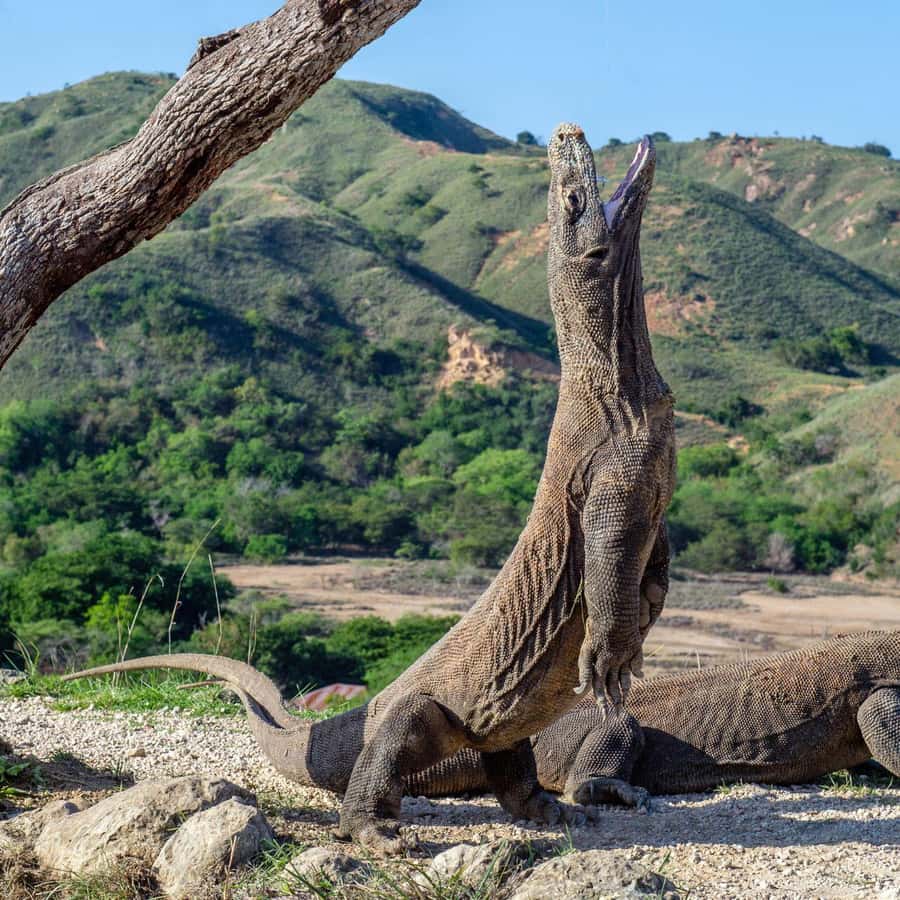 One-Day Komodo Tour By Speedboat - Speedboat day trips in Komodo: fast, focused, and good value