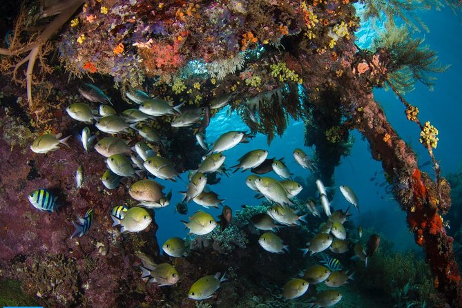 Open Water + Advanced Course - Premium Certifications Package in Tulamben - Scuba gear and comfort: what’s included, what to budget for