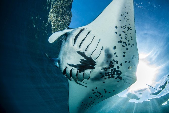 Open Water Course in Nusa Lembongan - Get Certified on remote island (next Bali) - Key Highlights I’d Circle on Your Planning List
