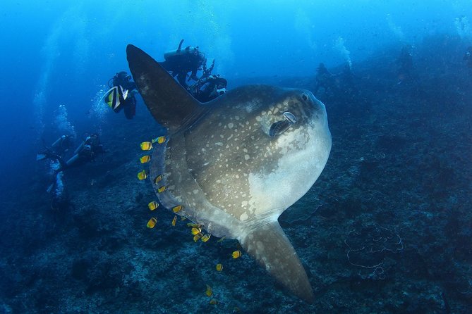 Open Water Course in Nusa Lembongan - Get Certified on remote island (next Bali) - Nusa Lembongan for Open Water: Why This Location Feels Different