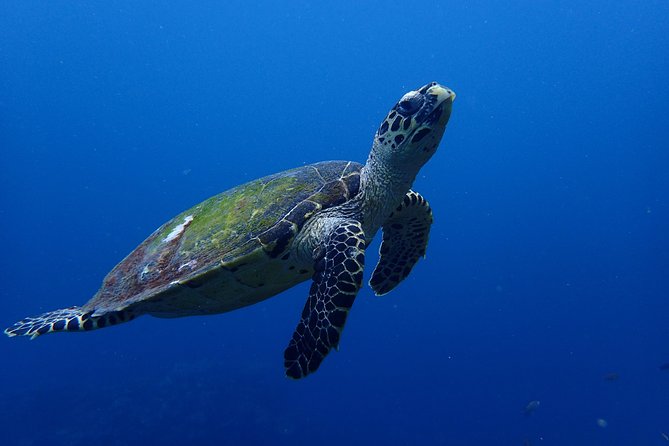Open Water Course in Nusa Lembongan - Get Certified on remote island (next Bali) - What Your 3 Days Feel Like (Without the Guesswork)