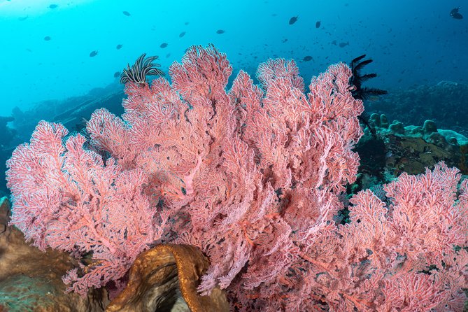 Open Water Course in Pemuteran - Get Certified in Bali - Menjangan Island: marine park sessions with real moments