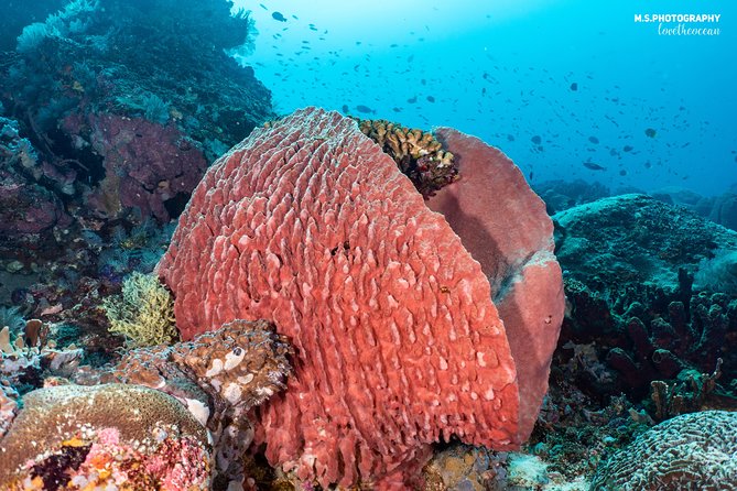 Open Water Course in Pemuteran - Get Certified in Bali - Price and value: $379.18 per person, plus a couple expected add-ons