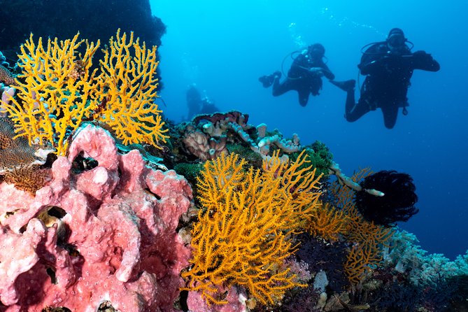 Open Water Course in Pemuteran - Get Certified in Bali - Who should book this course (and who should slow down)