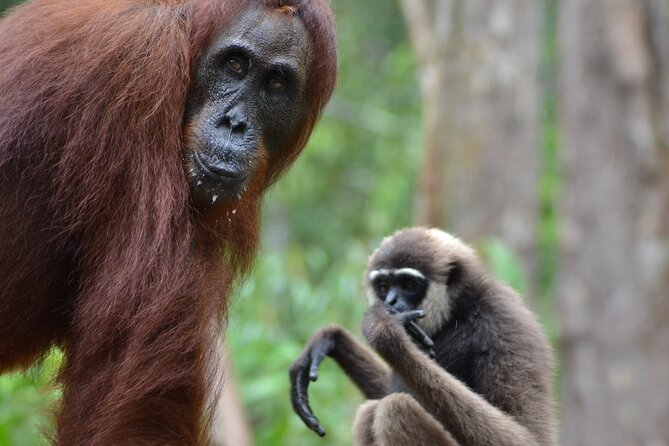 Orangutan Houseboat Kelotok Tanjung Puting 3 Days Share Cost - Key things to know before you go