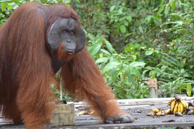 Orangutan Houseboat Kelotok Tanjung Puting 3 Days Share Cost - Why the kelotok-style river trip feels worth it