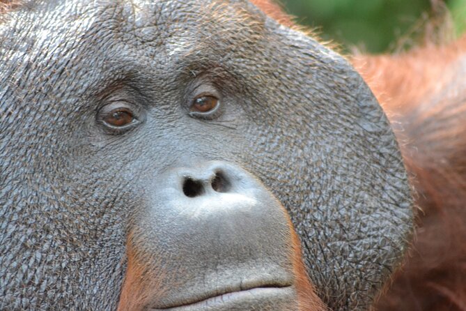 Orangutan Houseboat Kelotok Tanjung Puting 3 Days Share Cost - Day 2: Tanggui feeding camp, then Camp Leakey research legacy