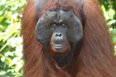 Orangutan Houseboat Kelotok Tanjung Puting 3 Days Share Cost - Day 1: From Kumai toward Tanjung Harapan