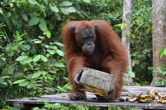 Orangutan Houseboat Kelotok Tanjung Puting 3 Days Share Cost - Price and value: what $500 buys in the real world