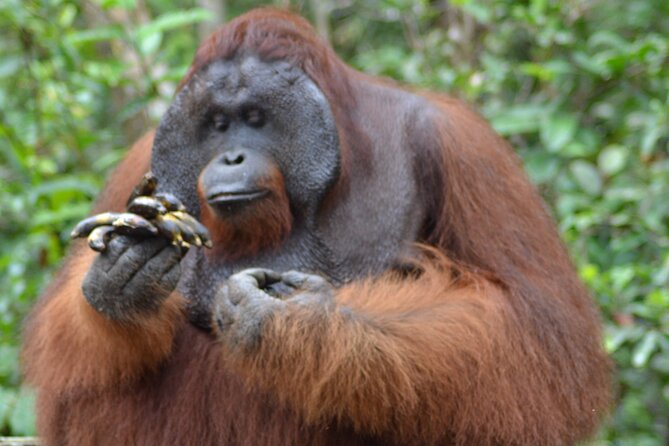 Orangutan Safari Kelotok Houseboat 3 Days 2 Nights Private - Why a private klotok houseboat is the smart way to chase orangutans