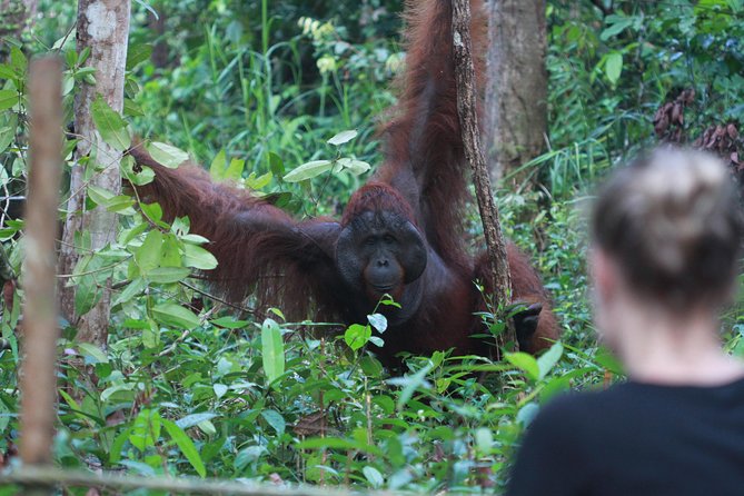Orangutan Safari Kelotok Houseboat 3 Days 2 Nights Private - 3 days, 2 nights: how the orangutan search actually plays out