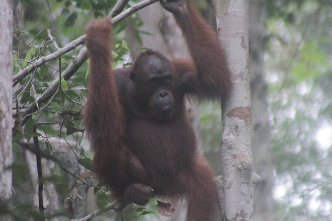 Orangutan Safari Kelotok Houseboat 3 Days 2 Nights Private - Wildlife beyond orangutans: what you might see with the right crew