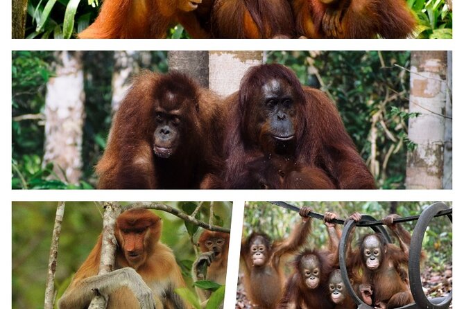 Orangutan Tour Tanjung Puting 2Nights - Pangkalan Bun to Camp Leakey: settling into the jungle rhythm