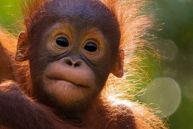 Orangutan Tour Tanjung Puting 2Nights - Pondok Tanggui: the second rehabilitation stop with a different viewing vibe