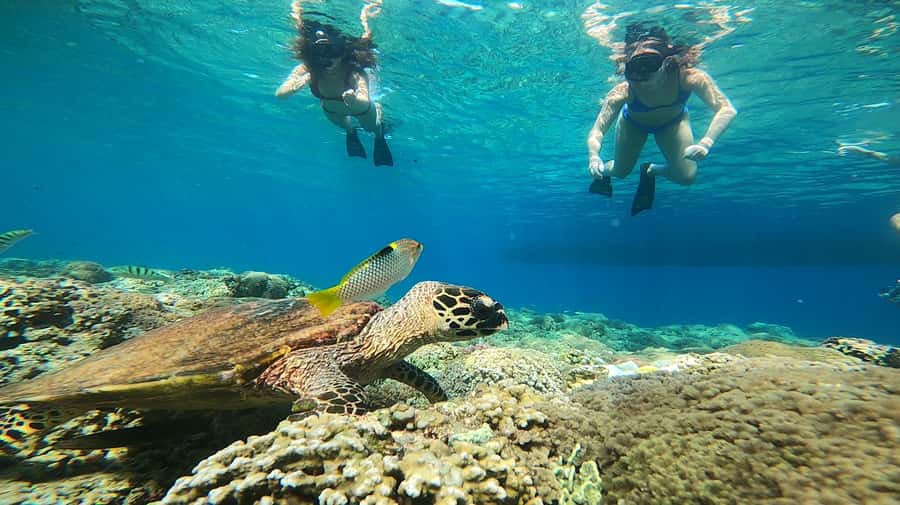 Ozzy Snorkeling 3 Islands Visit Baby Turtles - Gili Islands route: Meno statues, Turtle Point, and Blue Coral