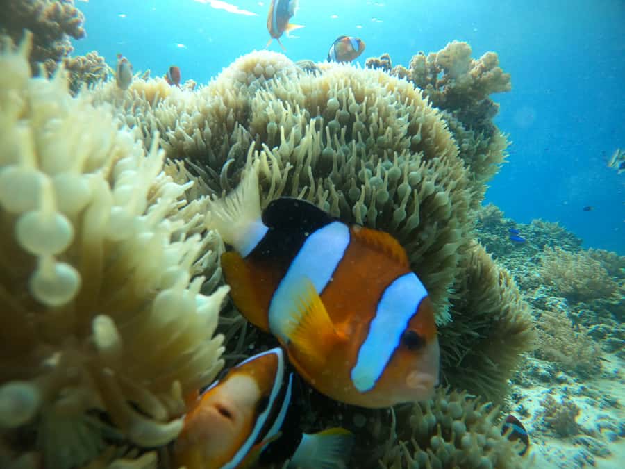 Ozzy Snorkeling 3 Islands Visit Baby Turtles - First stop at Gili Meno: 48 underwater statues in one big circle