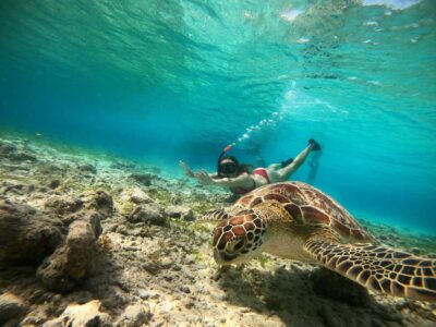 Ozzy Snorkeling 3 Islands Visit Baby Turtles - The glass-bottom boat setup: what you’ll actually be able to see