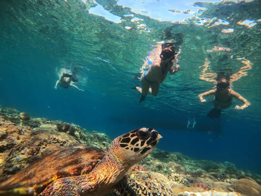 Ozzy Snorkeling 3 Islands Visit Baby Turtles - Turtle Point: swimming with baby turtles (and keeping it stress-free)