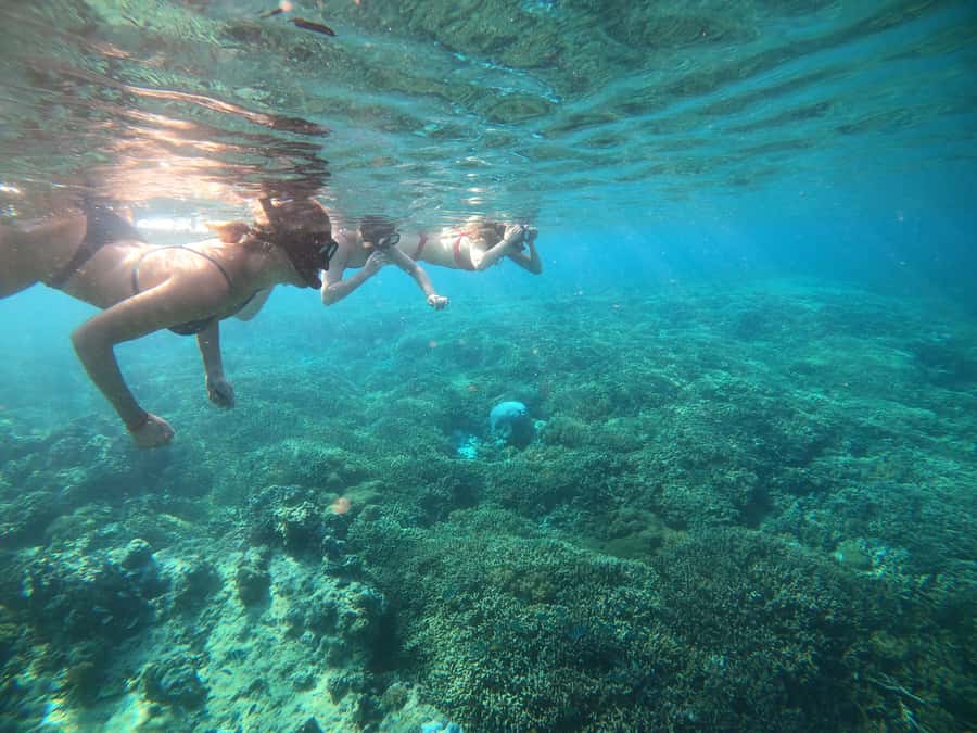 Ozzy Snorkeling 3 Islands Visit Baby Turtles - Comfort, safety, and who should skip this tour