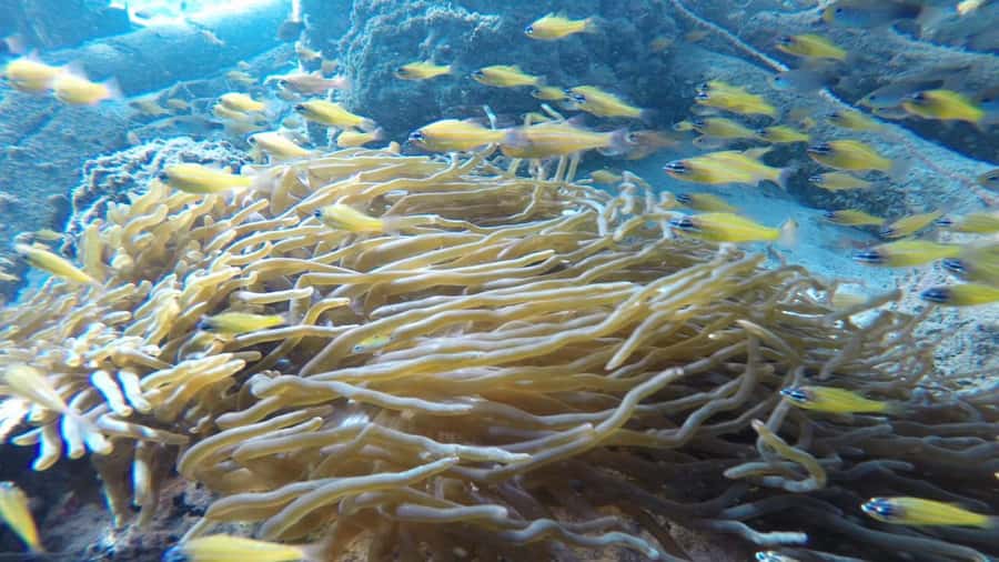 Padang West Sumatra: Hoping Island Fullday Tour - Private Group Setup: What It Changes in Your Day