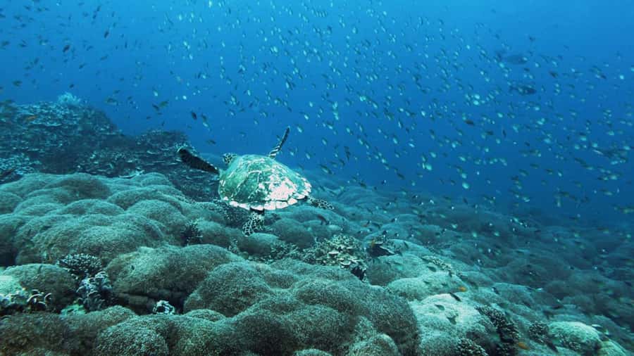 Padang West Sumatra: Hoping Island Fullday Tour - Who This Tour Suits Best (And Who Might Want Something Else)