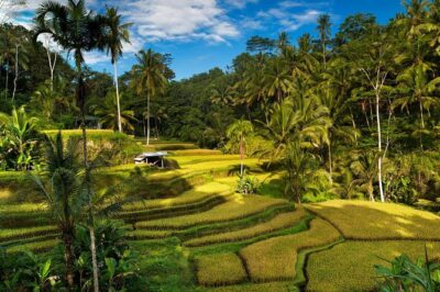 Private 4-Day Tours - Best Bali Tours Package - Best of Bali Highlights - Day 2 north Bali: Wanagiri Hidden Hills, twin waterfalls, Bratan temple, and Jatiluwih terraces