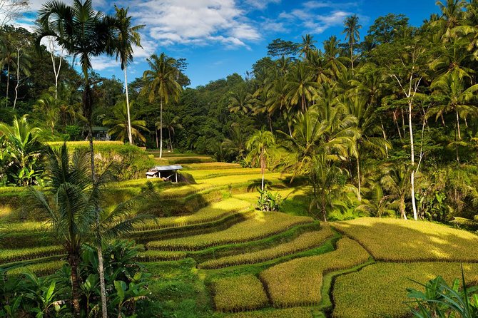 Private 4-Day Tours - Best Bali Tours Package - Best of Bali Highlights - Day 2 north Bali: Wanagiri Hidden Hills, twin waterfalls, Bratan temple, and Jatiluwih terraces
