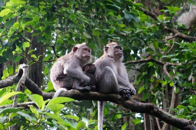 Private Bali Customized Tours - Who this tour is best for