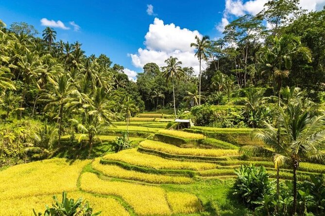 Private Bali Tour - All Inclusive - Kintamani Highland and Mount Batur Views: Why the Drive Feels Worth It
