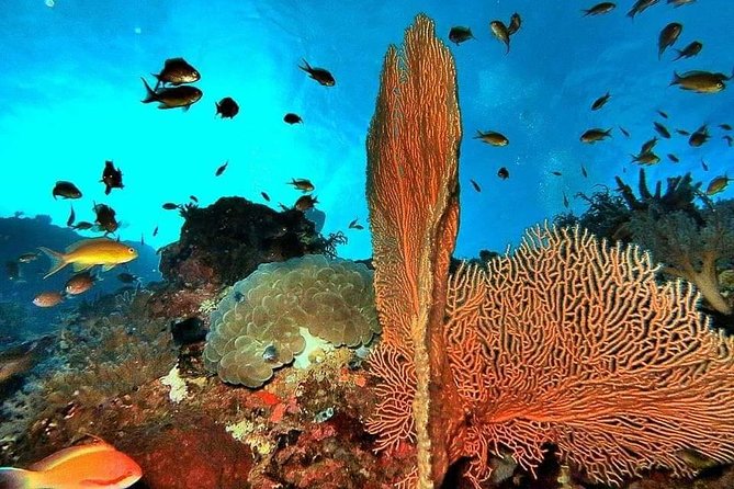 Private boat trip Komodo 2 or more person for 3 days 2 nights, Kelor, Rinca... - Should you book this private Komodo boat trip?
