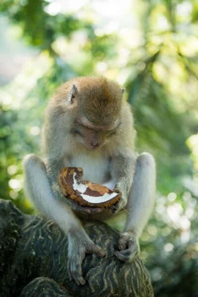 Private Central Bali Day Tour – Customizable Itinerary - The Real Value: Private Transport That Keeps Your Day Intact