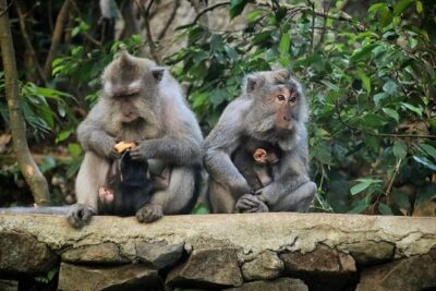 Private Custom Tour: 10-hour Tailor Made Tour of Bali - What the $34-Per-Person Price Really Means