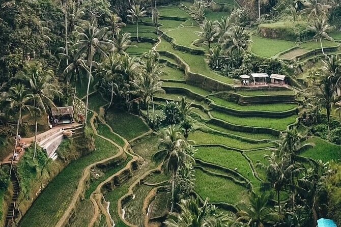 Private Customized Tour with Local Guide - Tegalalang Rice Terrace: views that are worth the drive